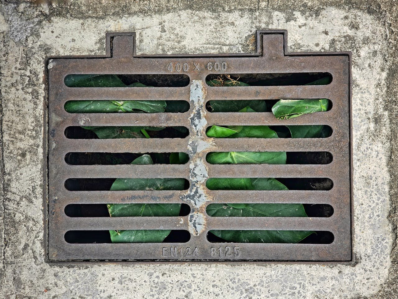 Metal drainage grate covering green plants in an urban setting.